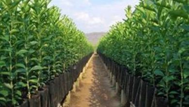 غرس 7500 اصله نهال در شهرستان فارسان