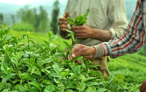 قیمت‌ خرید تضمینی برگ سبز چای و پیله تر ابریشم برای سال زراعی 99-1398 تعیین شد