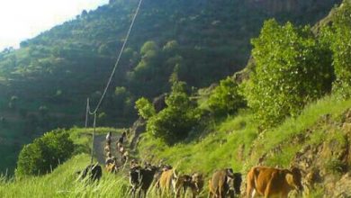 مریوان پیشانی تجارت ایران