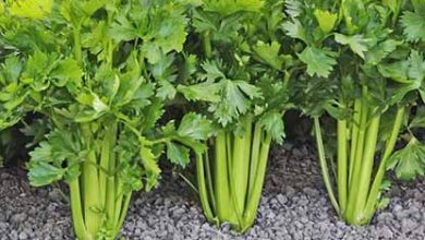 نحوه پرورش و نگهداری کرفس