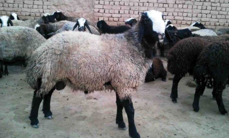 واکسیناسیون در سقط آنزئوتیک