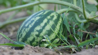 کاشت هندوانه در شهرستان چرداول آغاز شد