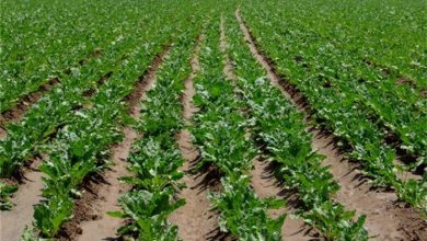 کشت چغندر قند در مرودشت آغاز شد