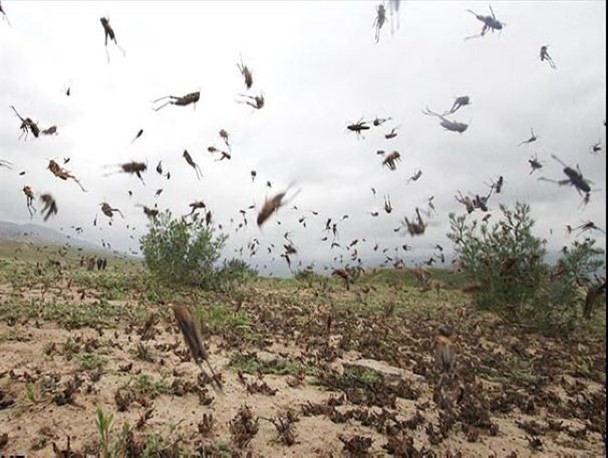 کمک فنی و مالی فائو به ایران برای مبارزه با موج جدید هجوم ملخ‌ها
