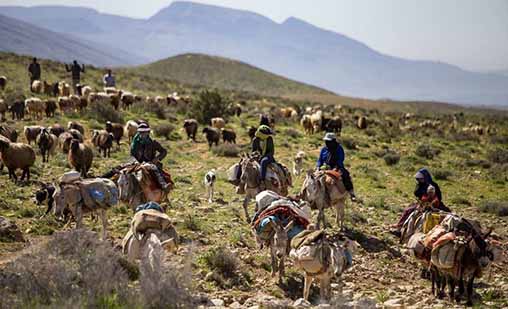 کوچ بهاره عشایر آذربایجان‌ غربی به تعویق افتاد