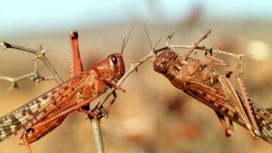 ۲۵۰ هزار هکتار از اراضی استان کرمان درگیر ملخ های صحرایی می‌شود