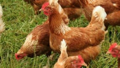 آیا مرغ‌های شما دستگاه گوارش سالمی دارند؟