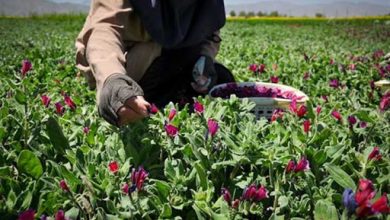 اجرای طرح توانمندسازی زنان در زنجیره ارزش غذایی گیاهان در آذربایجان شرقی