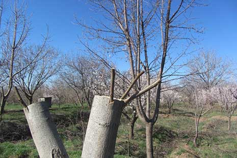 اجرای طرح سرشاخه‌کاری در باغات گردو اسدآباد