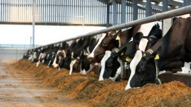 افزایش قیمت خوراک دام در بازارهای جهانی