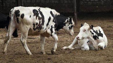 اقدامات پیشگیرانه برای جلوگیری از سرایت احتمالی کووید 19 به دام‌ها انجام می‌شود