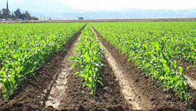 اقلیم اصفهان، موهبتی برای کشاورزی ارگانیک