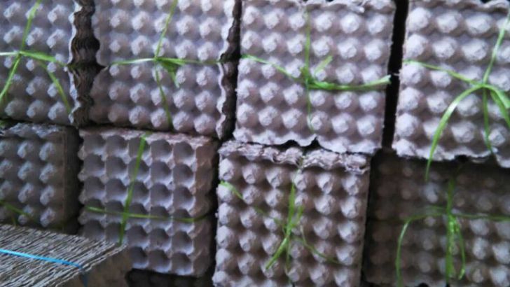 امکان شیوع بیماری‌های عفونی طیور به دلیل استفاده از کارتن‌های استفاده شده