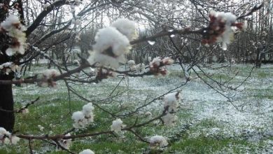 باغداران کردستان آماده مقابله با سرمازدگی درختان باشند