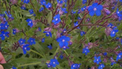 برداشت گل گاوزبان در استان کرمان