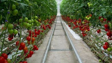 برنامه توسعه ۴۶۰۰ هکتاری کشت گلخانه‌ای در سال ۱۳۹۹