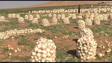 بی‌قراری در راسته پیازکاران