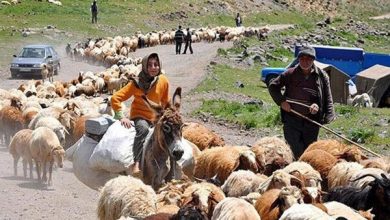 تاخیر در کوچ چه مشکلاتی برای جامعه عشایری ایجاد می‌کند؟