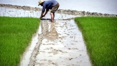 تامین آب 7500 هکتار شالیزار محمودآباد از آببندان ها