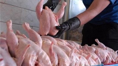 تداوم نگرانی مرغداران خراسان شمالی از روند کاهشی قیمت مرغ