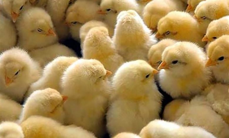 جوجه‌کُشی کسب‎‌‎ و کار من است