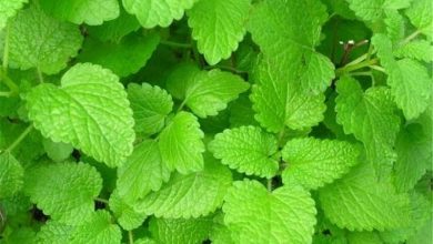 زراعت گیاهان داروئی بادرنجبویه