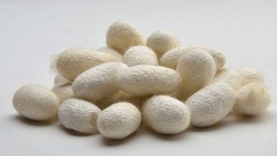 سرما پرورش پیله ابریشم در خراسان شمالی را به تاخیر انداخت