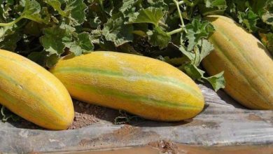 شروع کشت الگویی خربزه به روش نشایی در شهرستان سربیشه