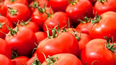 صادرات یک هزارتن گوجه فرنگی به روسیه و کشورهای حوزه خلیج فارس