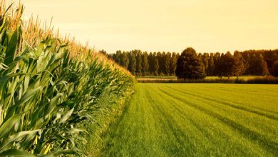 ظرفیت بالای بخش کشاورزی برای جهش تولید