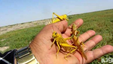 فائو ۵۰۰ هزار دلار برای کنترل ملخ صحرایی به ایران کمک می کند