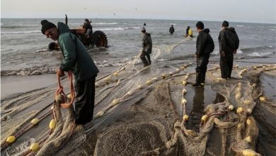 فصل صید ماهیان استخوانی در مازندران تمدید نمی‌شود