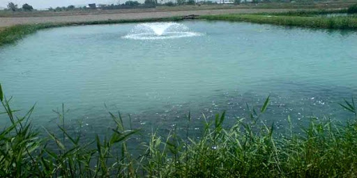 ماهی‌دار کردن و پرورش کپور ماهیان در استخر های ذخیره آب کشاورزی