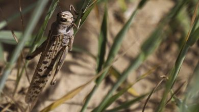 ملخ های صحرایی طی ۷ تا ۱۵ روز آینده به ایران می رسند