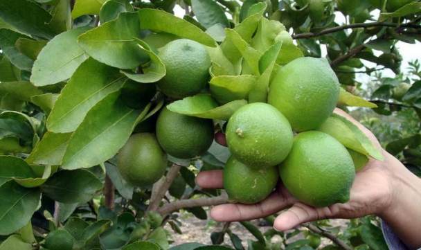 پیش‌بینی برداشت ۵۰۰ تن لیموترش نوبرانه در میناب