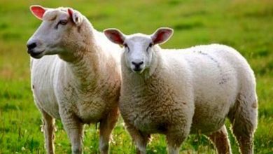 چین 18 گونه حیوانی مناسب برای پرورش در شرایط کرونایی اعلام کرد