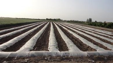 کاشت گوجه فرنگی و خیار به روش تونلی برای اولین بار در بانه