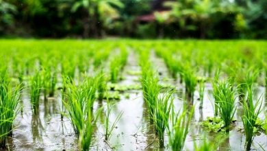 کشاورزان تب شالیزار را با کرونا اشتباه نگیرند!