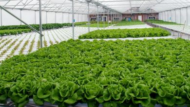 کشت گلخانه‌ای، آب کم، ارز زیاد و اشتغال دائمی را یکجا دارد