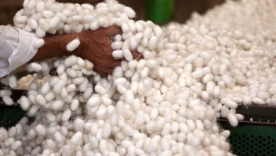 150 جعبه تخم نوغان در استان سمنان توزیع می‌شود