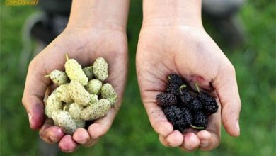 آغاز برداشت توت در خراسان جنوبی