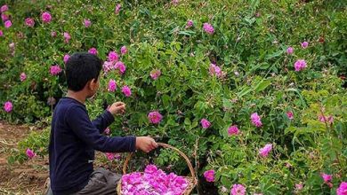 آغاز برداشت گل‌محمدی از مزارع شهرستان بن