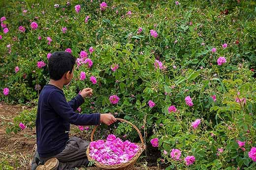 آغاز برداشت گل‌محمدی از مزارع شهرستان بن