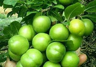 آغاز برداشت گوجه سبز در گیلان