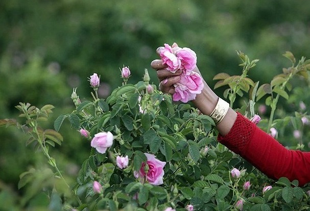 ادامه برداشت گل محمدی از گلستان‌های باخرز تا نیمه خرداد