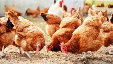 استفاده از آنزیم پروتئاز برای کاهش التهاب روده نزله ای