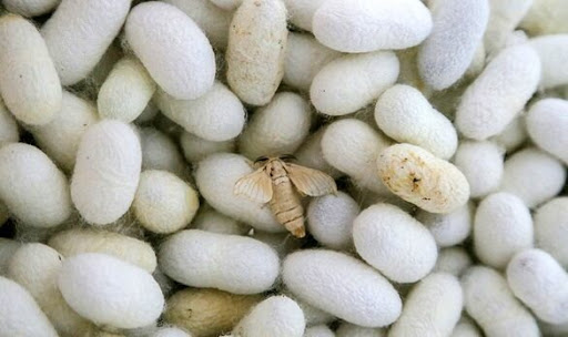 امسال ۱۶۵۰ تن پیله تر ابریشم در کشور تولید می‌شود