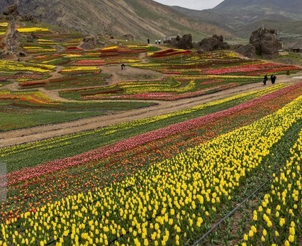 امکان بازدید از لاله‌های کندر دوباره فراهم شد