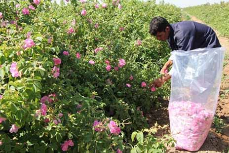 برداشت بیش از۴۳۰ تن گل محمدی از گلستان های بارور جنوب کرمان