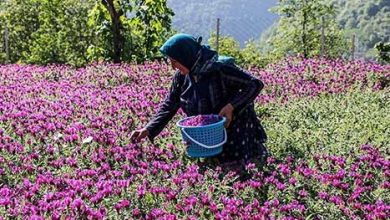 برداشت گاوزبان از 5.6 هکتار مزارع بارور شهرستان سیرجان